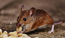 24 Hour & Emergency Exterminators in Boston, VA